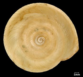 Media type: image;   Malacology 73590 Aspect: apical